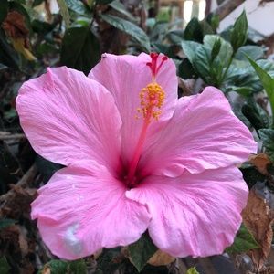 Meet your Posher, Jiselle